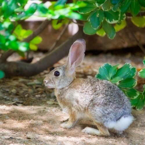 Photo Rabbit teeth