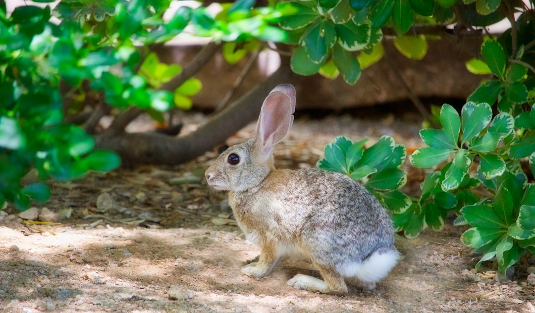 Photo Rabbit teeth