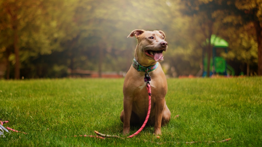 Photo Dog, Leash